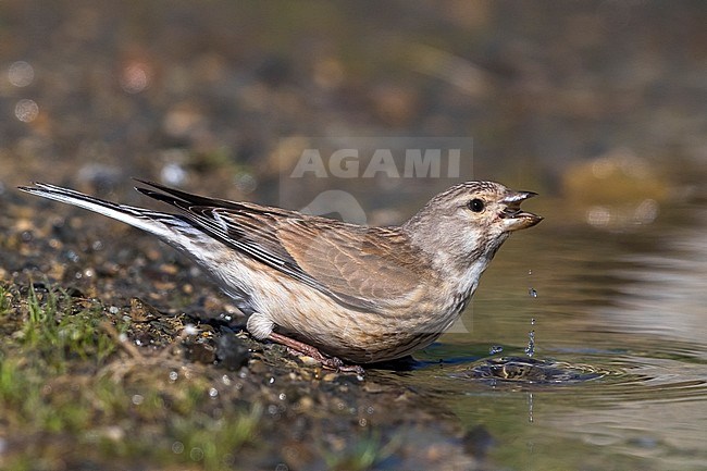 Linnet; Carduelis cannabina bella stock-image by Agami/Daniele Occhiato,