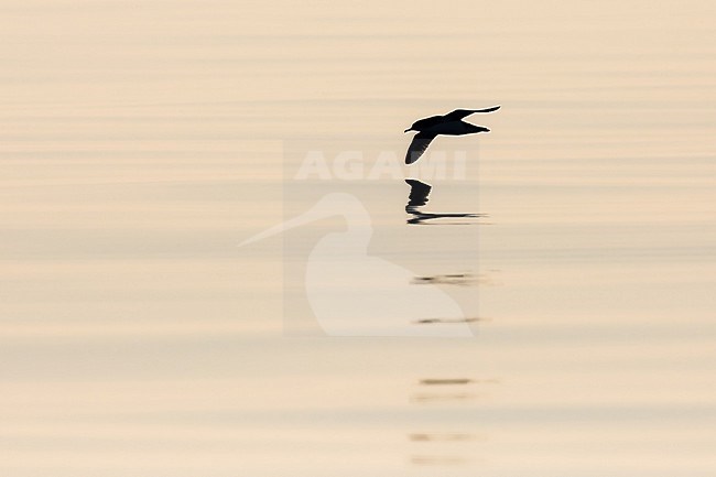 Yelkouan shearwater (Puffinus yelkouan) flying, in the morning light, against the light, with a yellow background, in Southern France. stock-image by Agami/Sylvain Reyt,