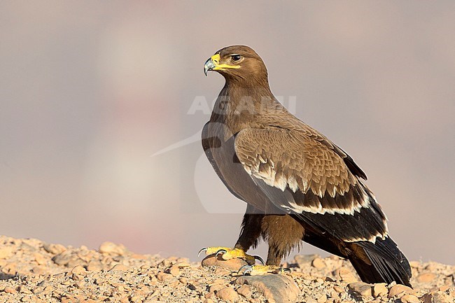 Steppe Eagle, Juvenile perched on the ground, Salalah, Dhofar, Oman (Aquila nipalensis) stock-image by Agami/Saverio Gatto,