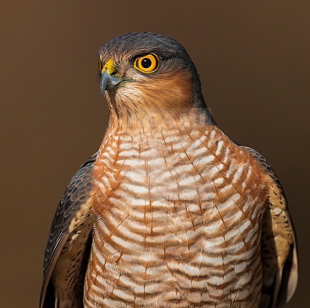 Portrait of male Eurasian Sparrowhawk (Accipiter nisus) stock-image by Agami/Daniele Occhiato,