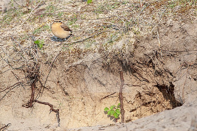 Northern Wheatear (Oenanthe oenanthe) in dunes of Katwijk in the Netherlands. Adult female standing next to entrance of old rabbit hole. stock-image by Agami/Marc Guyt,