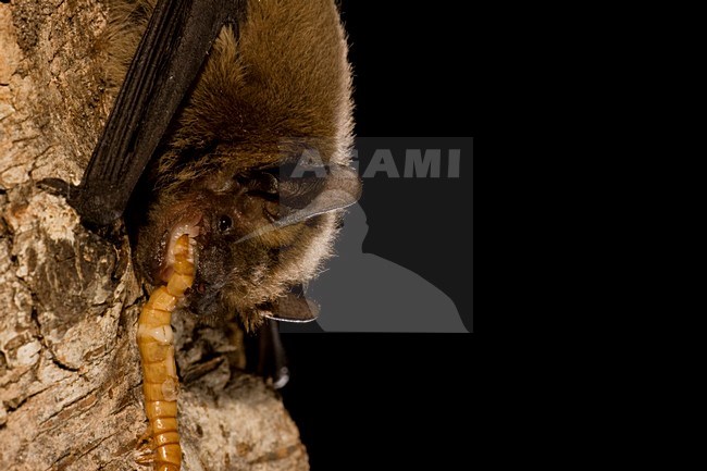 Gewone dwergvleermuis met prooi; Common pipistrelle with prey stock-image by Agami/Theo Douma,