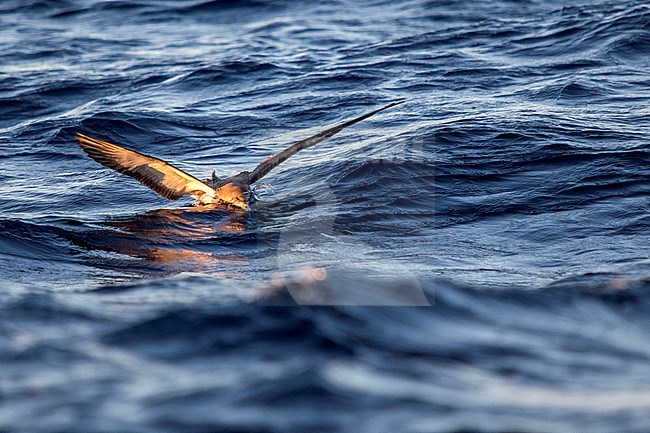 Scopoli's Shearwater, Calonectris diomedea stock-image by Agami/Oscar Díez,