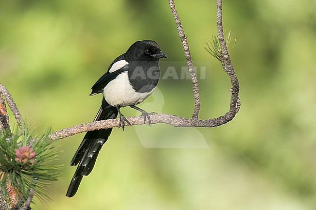 Adult
Jefferson Co., CO
June 2023 stock-image by Agami/Brian E Small,