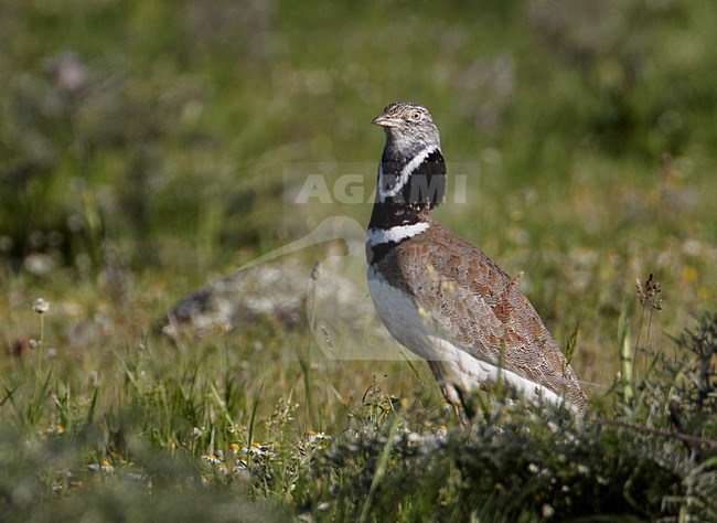 Baltsend mannetje Kleine Trap; Male Little Bustard displaying stock-image by Agami/Markus Varesvuo,