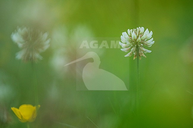 White Clover, Trifolium repens stock-image by Agami/Wil Leurs,