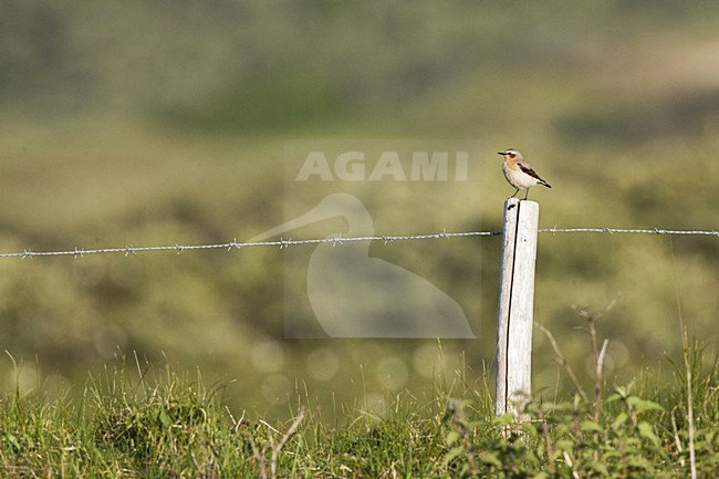 Northern Wheatear male perched on pole in dunes; Tapuit man zittend op paal in duinen stock-image by Agami/Marc Guyt,