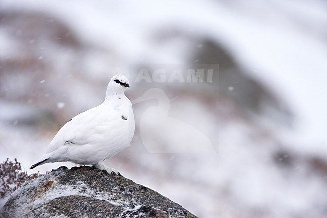 Mannetje Alpensneeuwhoen in de sneeuw; Male Rock Ptarmigan in the snow stock-image by Agami/Danny Green,