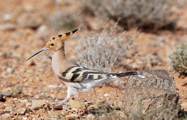 Hop zittend; Eurasian Hoopoe perched stock-image by Agami/Markus Varesvuo,
