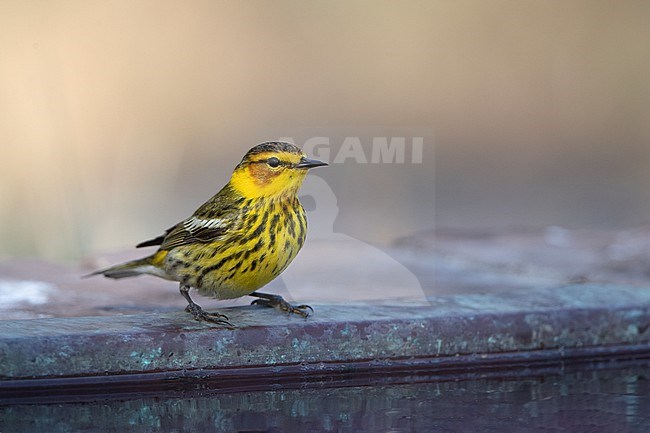 Adult male Cape May Warbler (Setophaga tigrina) at Dry Tortugas, USA stock-image by Agami/Helge Sorensen,