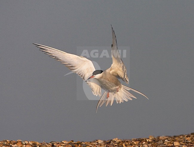 Flying Common Tern; Vliegende Visdief stock-image by Agami/Marc Guyt,