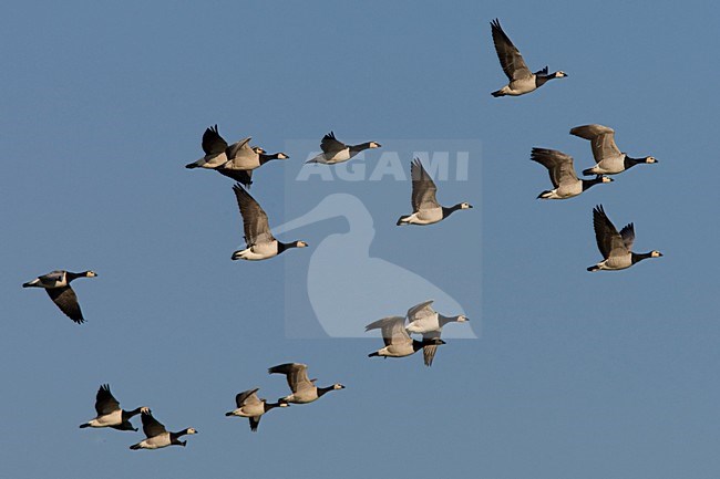 Groep Brandganzen in de vlucht; Group of Barnacle Geese in flight stock-image by Agami/Arnold Meijer,