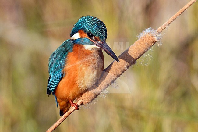 IJsvogel, Common Kingfisher, Alcedo atthis stock-image by Agami/Jari Peltomäki,