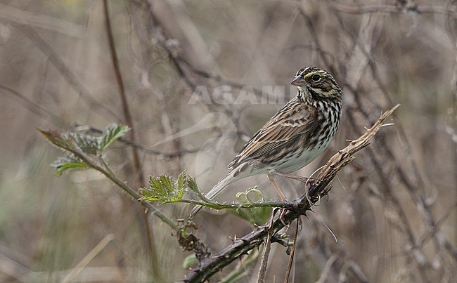 Savannah Sparrow (Passerculus sandwichensis savanna) perched at Brigatine, New Jersey, USA stock-image by Agami/Helge Sorensen,