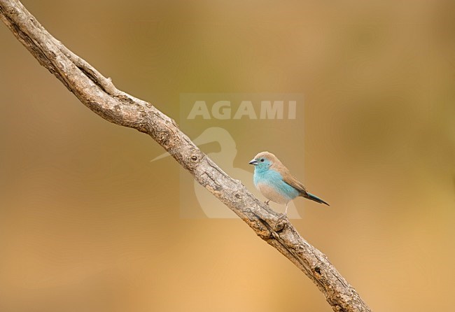 Angolees Blauwfazantje, Blue Waxbill, Uraeginthus angolensis stock-image by Agami/Marc Guyt,