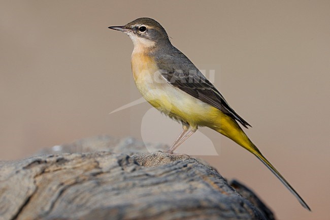 Grote Gele Kwikstaart staand op rots; Grey Wagtail perched on rock stock-image by Agami/Daniele Occhiato,