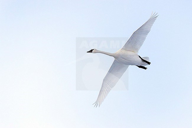 Trumpeter Swan (Cygnus buccinator) in a snow covered pond in Minnesota stock-image by Agami/Dubi Shapiro,