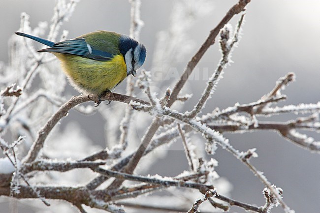 Pimpelmees zittend op takjes met sneeuw, Blue Tit perched on branches with snow stock-image by Agami/Wil Leurs,