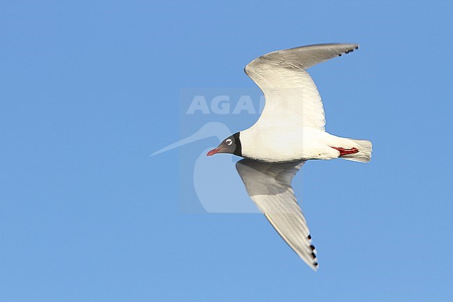 Relict Gull (Ichthyaetus relictus) adult in flight close-up seen from underneath stock-image by Agami/James Eaton,