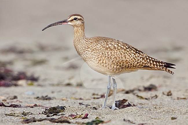 Whimbrel (Numenius phaeopus) feeding on a beach in Washington, USA. stock-image by Agami/Glenn Bartley,