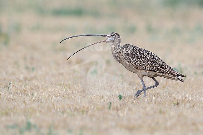 Adult breeding
Box Elder Co., UT
June 2013 stock-image by Agami/Brian E Small,