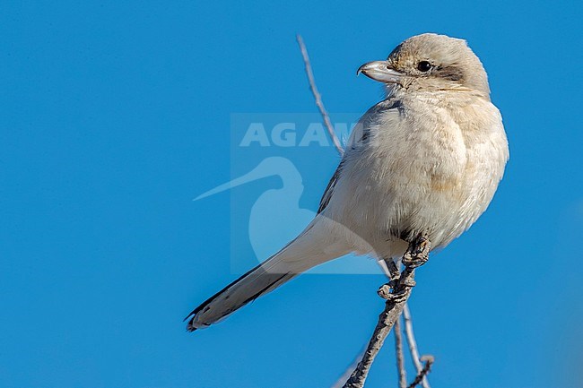 First-winter Steppe Grey Shrike (Lanius pallidirostris), perched in a tree. Third record for Spain, Delta del Ebro, Tarragona, Spain. stock-image by Agami/Rafael Armada,