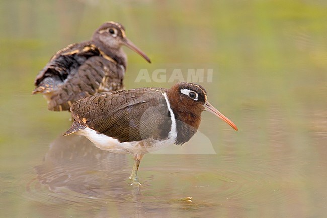 Paartje Goudsnippen; Pair of Greater Painted Snipes stock-image by Agami/Daniele Occhiato,