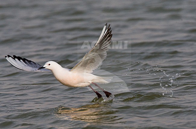 Dunbekmeeuw, Slender-billed Gull, Chroicocephalus genei stock-image by Agami/Marc Guyt,