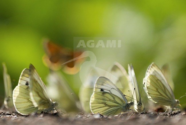 Mineralen likkende Klein geaderd witjes, Mud-puddling Green-veined Whites stock-image by Agami/Rob de Jong,