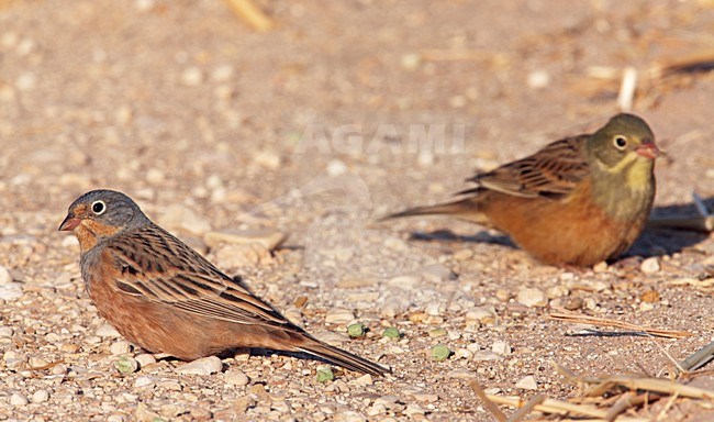 Mannetje Bruinkeelortolaan, Male Cretschmar's Bunting stock-image by Agami/Markus Varesvuo,