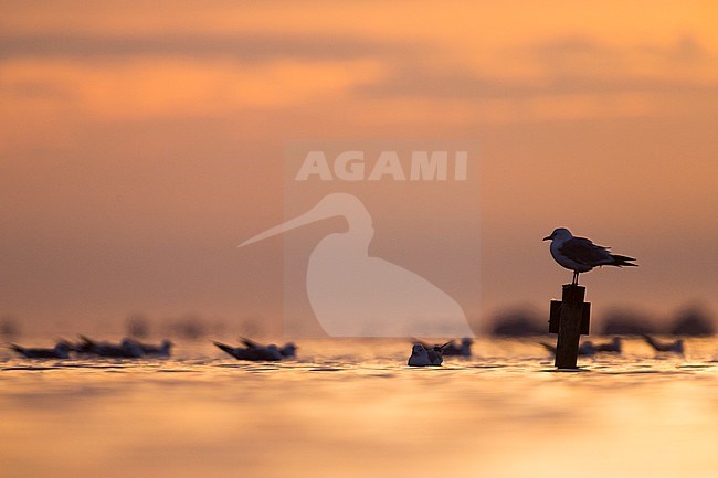 Common Gull (Larus canus canus) in the Wadden Sea of Germany. Adult sitting on a man made pole during high tide. stock-image by Agami/Ralph Martin,