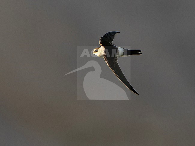 Andean Swift (Aeronautes andecolus) in Chile. stock-image by Agami/Dani Lopez-Velasco,