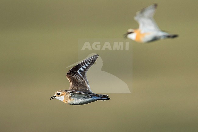 Lesser Sand Plover - Mongolenregenpfeifer - Charadrius mongolus ssp. pamirensis, Kyrgyzstan, adult female stock-image by Agami/Ralph Martin,