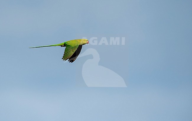 Rose-ringed parakeet (Psittacula krameri) in flight. Aso known as the ring-necked parakeet stock-image by Agami/Markku Rantala,