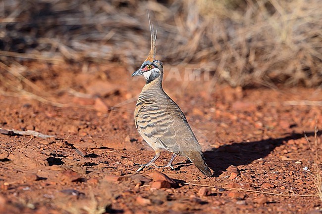 Spinifex Pigeon (Geophaps plumifera) at Lake Moondarra at Mount Isa in Queensland, Australia. Standing still on the ground showing spiny crest. stock-image by Agami/Aurélien Audevard,