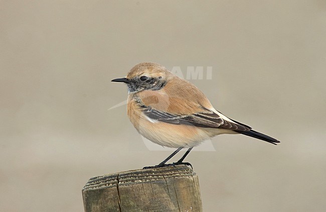 Desert Wheatear on beach of IJmuiden, Netherlands ; Woestijntapuit op het strand van IJmuiden stock-image by Agami/Marc Guyt,