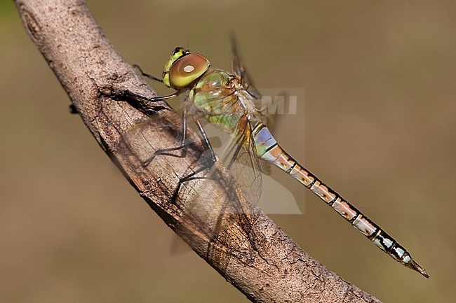 Adult male Vagrant Emperor (Anax ephippiger) perched on a stick in the Netherlands. stock-image by Agami/Fazal Sardar,