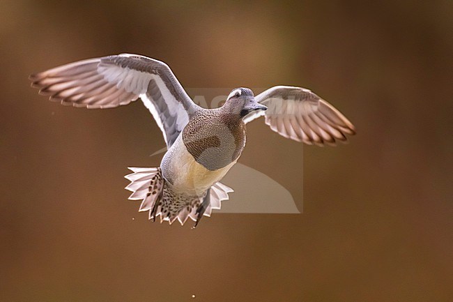 Male Garganey (Spatula querquedula) in Italy. stock-image by Agami/Daniele Occhiato,