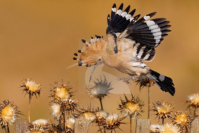 Eurasian Hoopoe (Upupa epops) in Italy. stock-image by Agami/Daniele Occhiato,