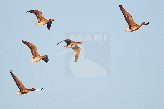 Kolgans groep vliegend in formatie; Greater White-fronted Goose flock flying in formation stock-image by Agami/Menno van Duijn,