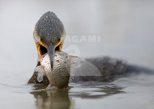 Cormorant (Phalacrocorax carbo) Hungary January 2014 stock-image by Agami/Markus Varesvuo,