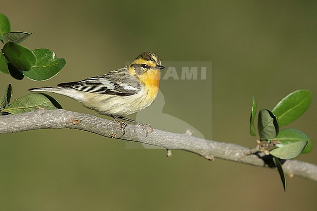 Adult female breeding
Galveston Co., TX
April 2014 stock-image by Agami/Brian E Small,