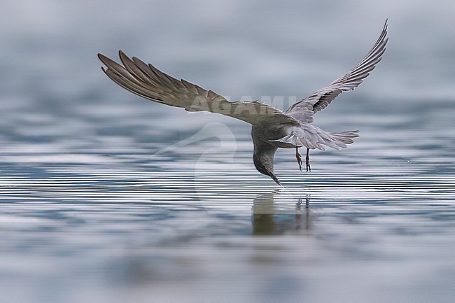 Zwarte Stern; Black Tern stock-image by Agami/Daniele Occhiato,