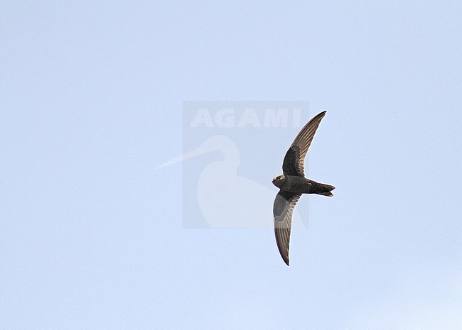 Black Swift (Cypseloides niger) in flight over the Lesser Antilles, Central America. stock-image by Agami/Pete Morris,