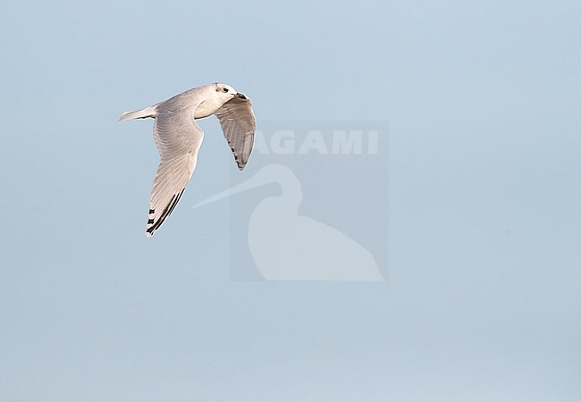 Mediterranean Gull (Ichthyaetus melanocephalus) flying past the coast in the Ebro delta in Spain. Showing upper wing. stock-image by Agami/Marc Guyt,