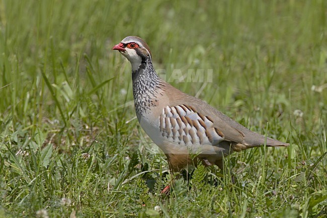 Red-legged Partridge walking, Rode Patrijs lopend stock-image by Agami/Daniele Occhiato,