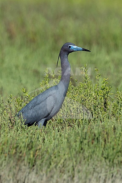 Adult Little Blue Heron (Egretta caerulea) foraging in a green colored swamp near Galveston Co., Texas, USA. stock-image by Agami/Brian E Small,