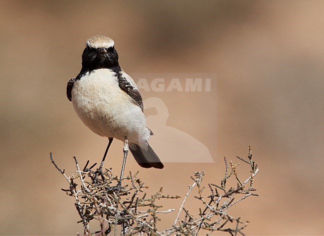 Mannetje Woestijntapuit zittend in struikje; Male Desert Wheatear perched in top of scrub stock-image by Agami/Markus Varesvuo,