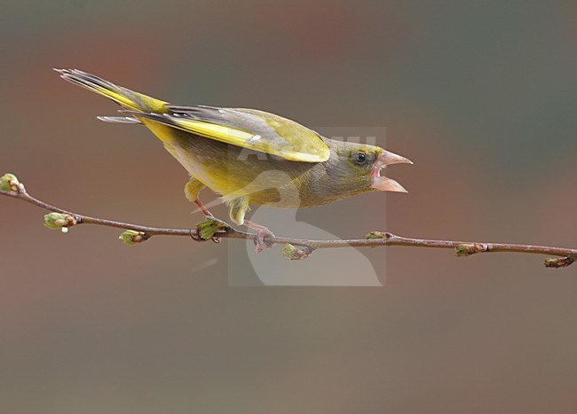 Groenling op een takje; European Greenfinch perched on a twig stock-image by Agami/Reint Jakob Schut,