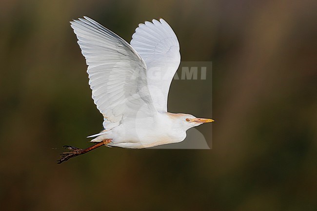 Cattle Egret (Bubulcus ibis), side view of an individual in flight,  Campania, Italy stock-image by Agami/Saverio Gatto,